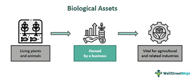 Biological Assets